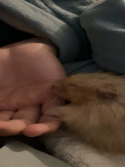 My old hamster albert